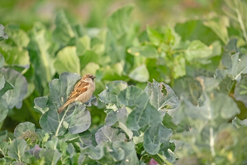 Wall Mural - Bird perched on broccoli leaves, sparrow. House Sparrow, Passer domesticus.