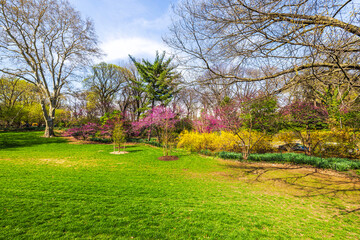 Wall Mural - Spring landscape in Central Park with lush green grass, blooming pink and yellow shrubs, and tall bare trees. New York. USA. 