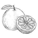 Grejpfrut rysunek