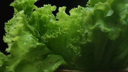 Macrography, fresh lettuce leaves stand out against a black background, creating a striking visual contrast. Each close-up shot captures the intricate details and textures of the lettuce. Comestible.