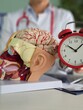 © Nadzeya - Doctor artificial model of human brain and alarm clock