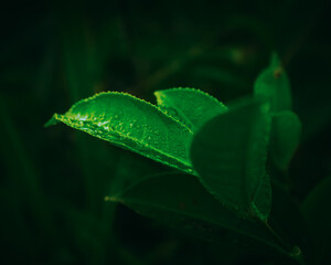 Close-up of lush tea leaves in soft lighting reveals their smooth texture and vibrant green hues. This image represents the essence of tea harvesting, organic growth, and the soothing nature of tea cu