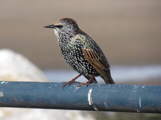 Starling 