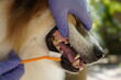 © godji10 - Close-up hand of a vet brushing a dog's teeth, highlighting the importance of pet dental care.