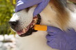 © godji10 - Close-up hand of a vet brushing a dog's teeth, highlighting the importance of pet dental care.