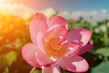 Wall Mural - A pink lotus flower sways in the wind. Against the background of their green leaves. Lotus field on the lake in natural environment.