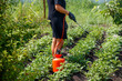 © schankz - A girl treats potato leaves with poison against the Colorado potato beetle