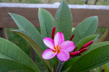 Wall Mural - Full frame abstract macro view of beautiful deep pink flower blossoms on an outdoor plumeria (frangipani) plant