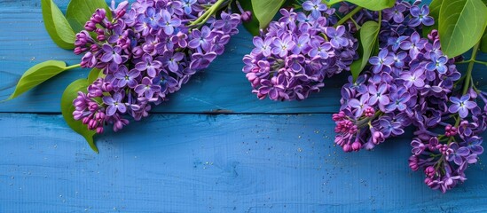Poster - The lovely violet lilac set against a blue wooden background Flat lay with copy space arrangement
