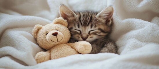 Aufkleber - A cozy little kitten is sleeping with its favorite teddy bear under a warm white blanket on a bed at home Empty space for text. with copy space image. Place for adding text or design