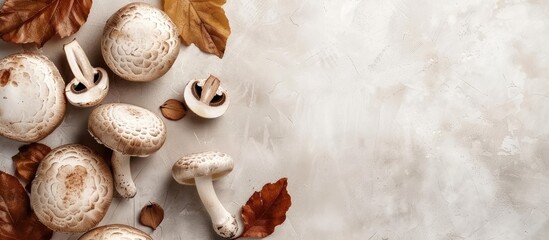 Poster - Polish mushroom on a light background Copyspace Top view Organic forest food fresh picked edible Porcini mushroom Autumn harvest theme Mushroom foraging