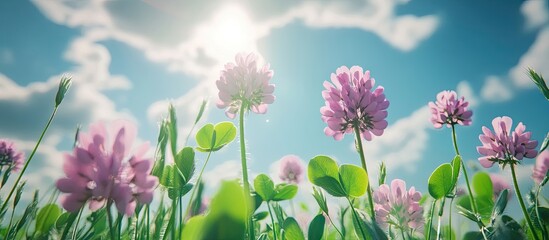 Poster - Wild pink flowers of Alsike clover Trifolium hybridum ssp elegans in a field with the sky in the background selective focus viewed from below. with copy space image. Place for adding text or design