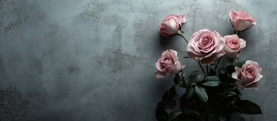 Leinwandbilder - Pink roses against a grey wall background with copy space for your text