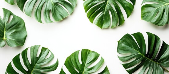 Poster - Summer flat lay top view featuring tropical monstera leaves on a white background with copy space