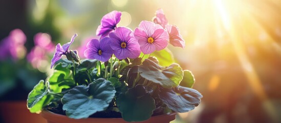 Leinwandbilder - Sunlight on the leaves of a potted Saintpaulia or African violet Focused selectively on the center. with copy space image. Place for adding text or design