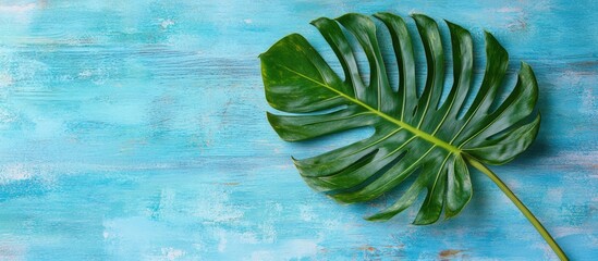 Poster - Top view of a large green leaf from an exotic parlor palm on a blue wooden textured tabletop featuring copy space for text A minimalistic flat lay arrangement with a big branch of a tropical plant 