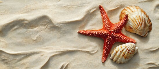 Poster - Red starfish and a shell on a sandy surface. with copy space image. Place for adding text or design
