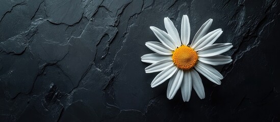 Poster - A solitary daisy flower against an anthracite background with individual petals surrounding it conveys love. with copy space image. Place for adding text or design