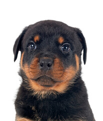 puppy rottweiler in studio