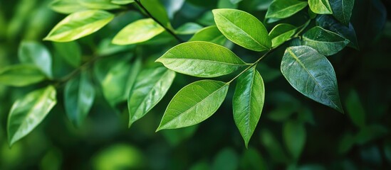 Wall Mural - Close up view of a green tree showcasing fresh nature through macro photography of leaves and branches in the garden ideal for use as a background with copyspace for plant concepts