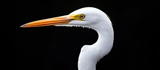 Poster - Close up of a white egret set against a black background. with copy space image. Place for adding text or design