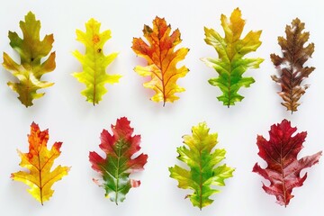 A collection of variously colored leaves on a white surface