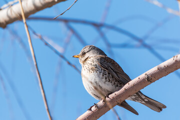 Wall Mural - Fieldfare is sitting on branch in winter or autumn on blue sky background.