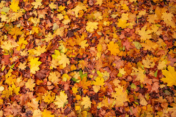 autumn leaf nature texture. fall tree maple leaves. red, yellow and orange color foliage pattern. to