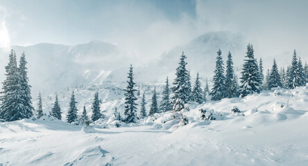 Aufkleber - Gorgeous frosty scene of magical fir trees covered with fresh snow in sunny weather. Carpathian mountains, Ukraine, Europe.