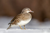 Kaczka mandarynka, mandarin duck (Aix galericulata)