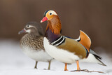 Kaczka mandarynka, mandarin duck (Aix galericulata)