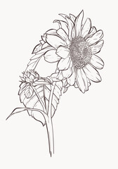 Wall Mural - Sunflower hand drawn. Realistic wildflower freehand drawing. Isolated monochrome floral design element.