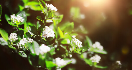 The first flowers against the background of green spring. Spring bloom.