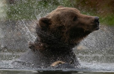 brown bear in water