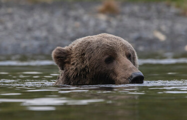 brown bear in water