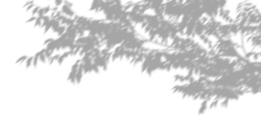 Wall Mural - trees branches shadow leaf movement isolated on transparent backgrounds 3d render png