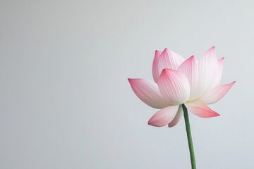 A single, vibrant pink lotus flower in full bloom, with delicate petals and intricate details, set against a clean white background for an elegant, minimalist look