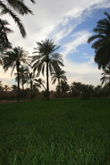 Wall Mural - Tranquil Palm Tree Landscape