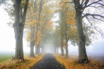 Foggy avenue of lime trees along a narrow country road in autumn with orange and golden colored leaves, atmospheric rural landscape in northern Germany, selected focus