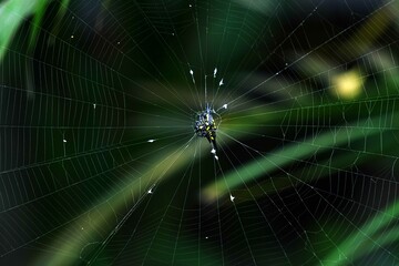 spider web with dew drops in the garden