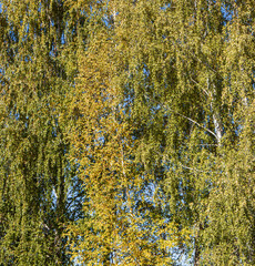 Wall Mural - autumn yellow tree leaves as background.
