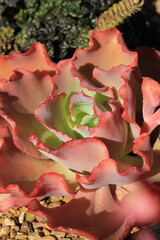 Wall Mural - A closeup of a bright pink and green succulent plant.