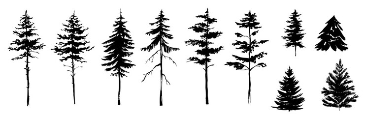 Wall Mural - Vector silhouettes of trees, firs, pines, bushes, various types of trees and shrubs in black vector, Various shapes of fir tree, christmas tree silhouette. 