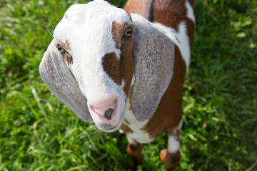 Wall Mural - Nubian spotted goat looking forward. Close up