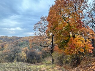 Poster - autumn trees in the park