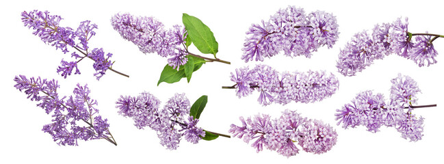 Poster - set of nine light violet lilac inflorescences