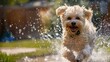 © AiAbstract - Fluffy Dog Joyfully Running Through Water Sprinkles