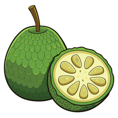 Breadfruit vector and illustration isolated on white background.