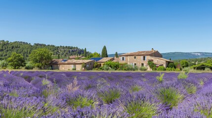 Poster - A picturesque view of the tranquil countryside of Provence with lavender fields in full bloom and rustic stone farmhouses under a clear blue sky, pastoral setting with soothing purples and greens