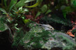 © Ania Burczyńska - Kirysek Pigmej (Corydoras pygmaeus)